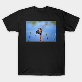 Female Black Bird Perched on a Reed T-Shirt